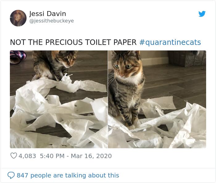 How are your cats handling quarantine and social distancing?