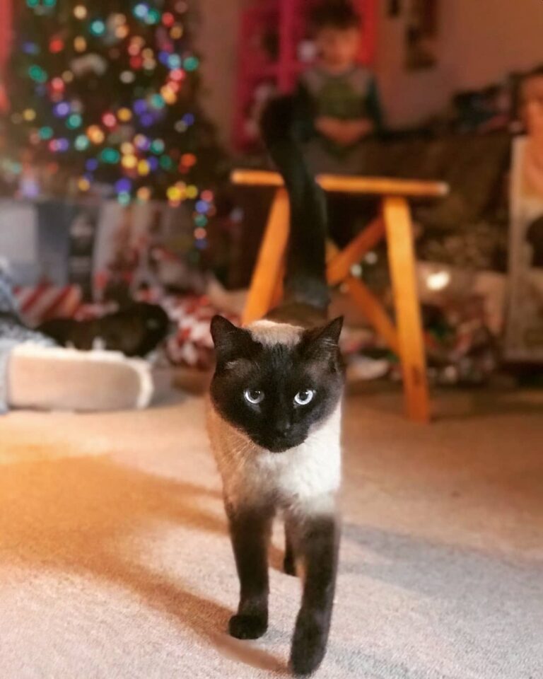 A little late. Socrates on Christmas morning. Enjoying the aftermath