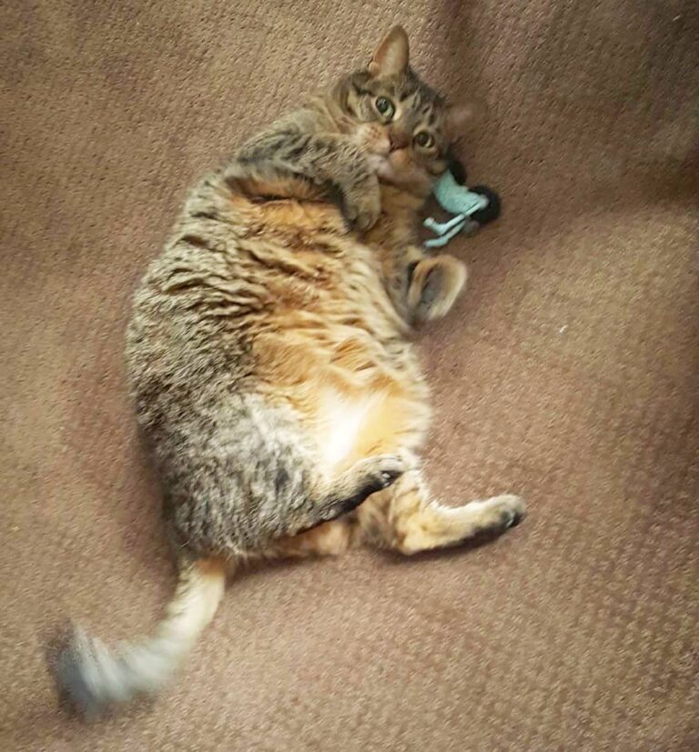 A picture from a happy customer! Gizmo loves her catnip motorcycle