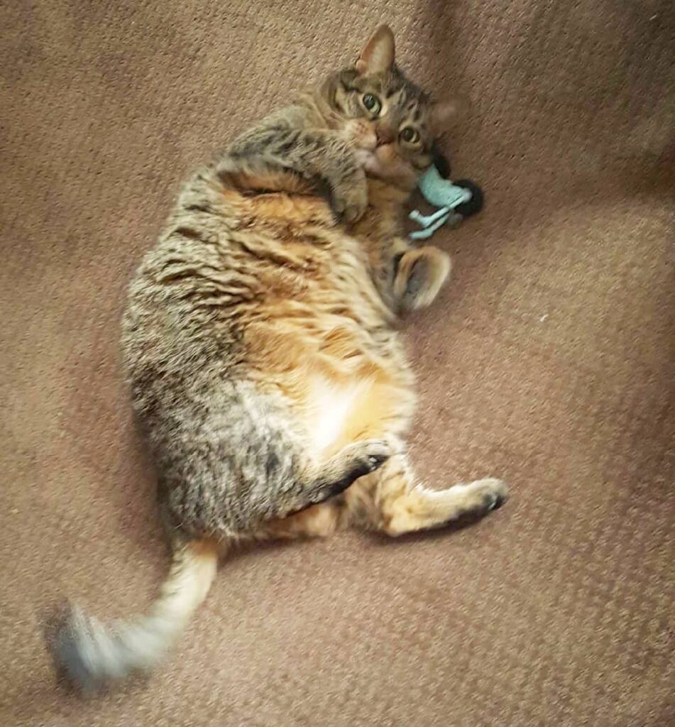 A picture from a happy customer! Gizmo loves her catnip motorcycle