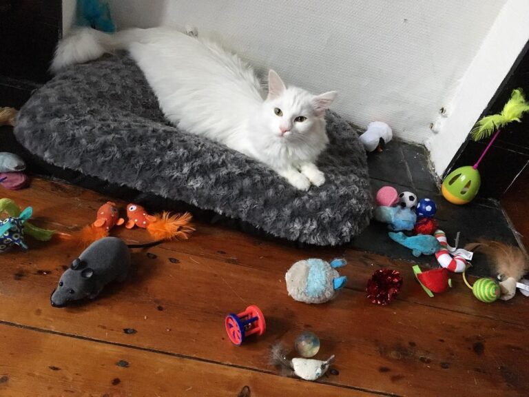 All the toys for my love cat . . .