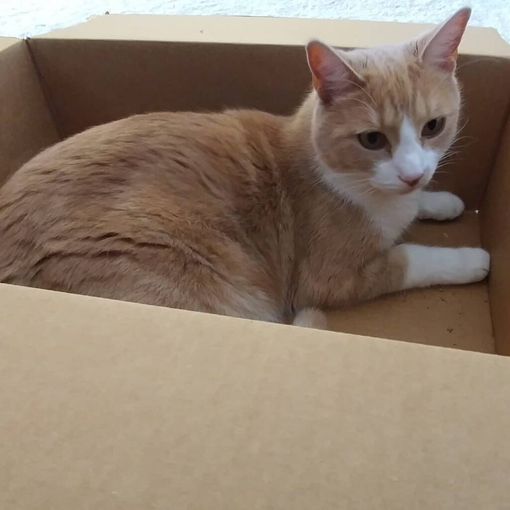 Another cat in a box.