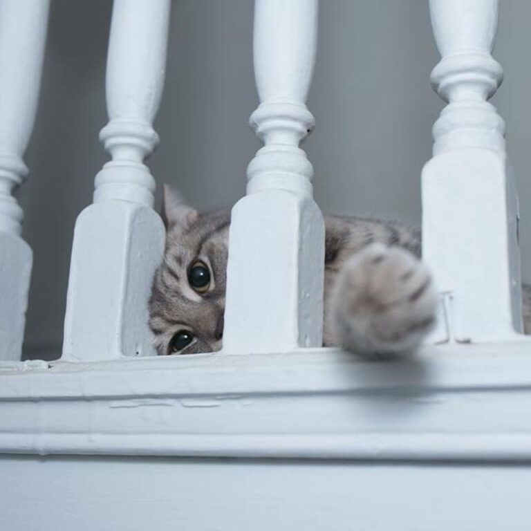 Argenta hasn’t moved much since she got home. She’s been