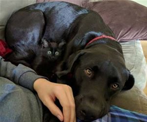 FunnyCatSite