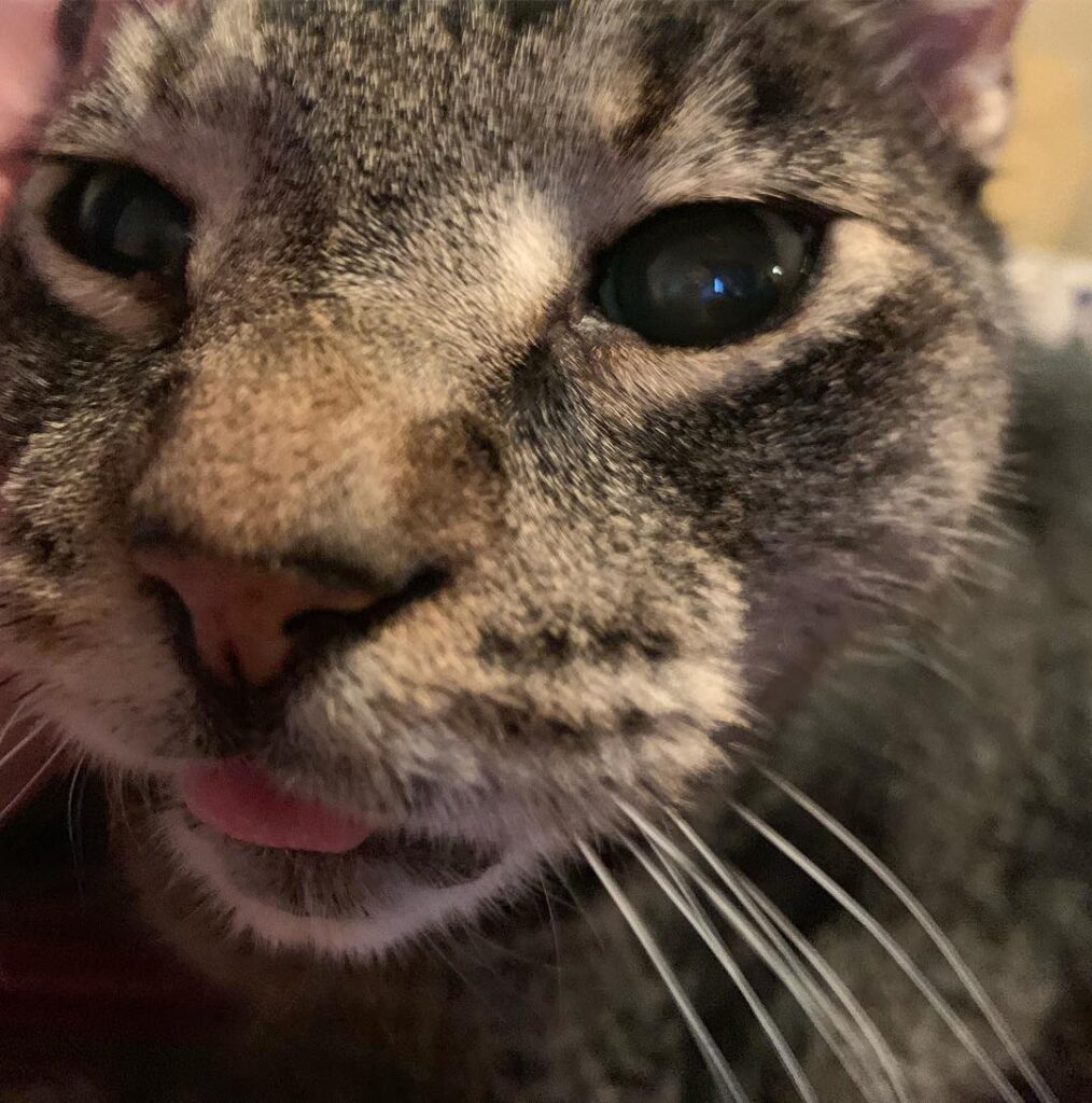 Cute Cat Moment