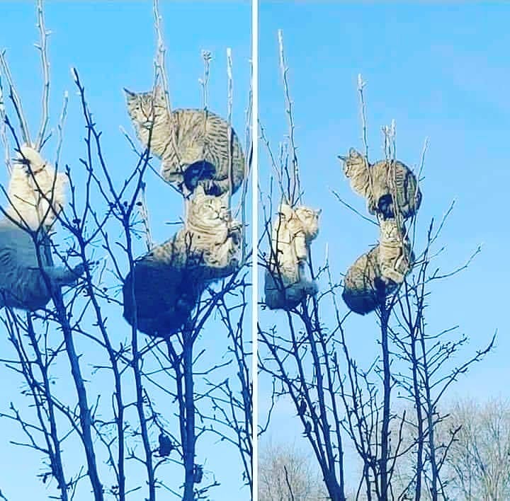 Bu kuşların ismi ney di ?