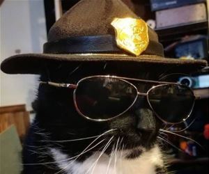 FunnyCatSite