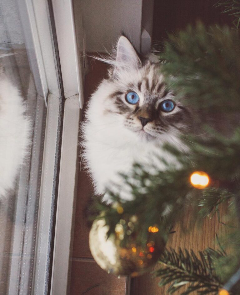 Can we keep the tree, please? . . .