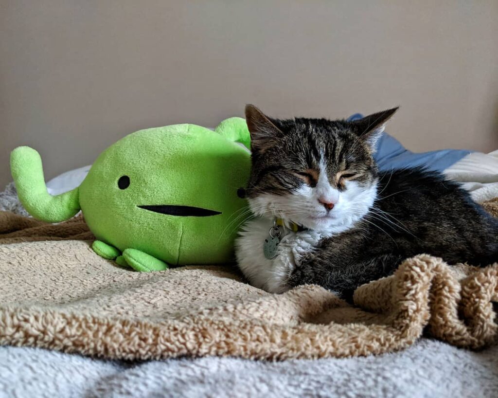Cats sleep up to 16 hours a day – sometimes I feel like my lymphatics