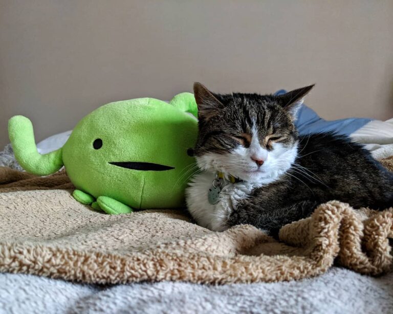 Cats sleep up to 16 hours a day – sometimes I feel like my lymphatics