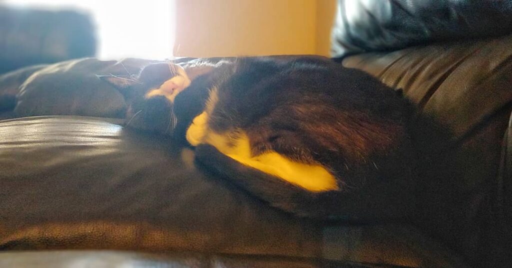 Naps are the best
