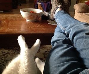 FunnyCatSite