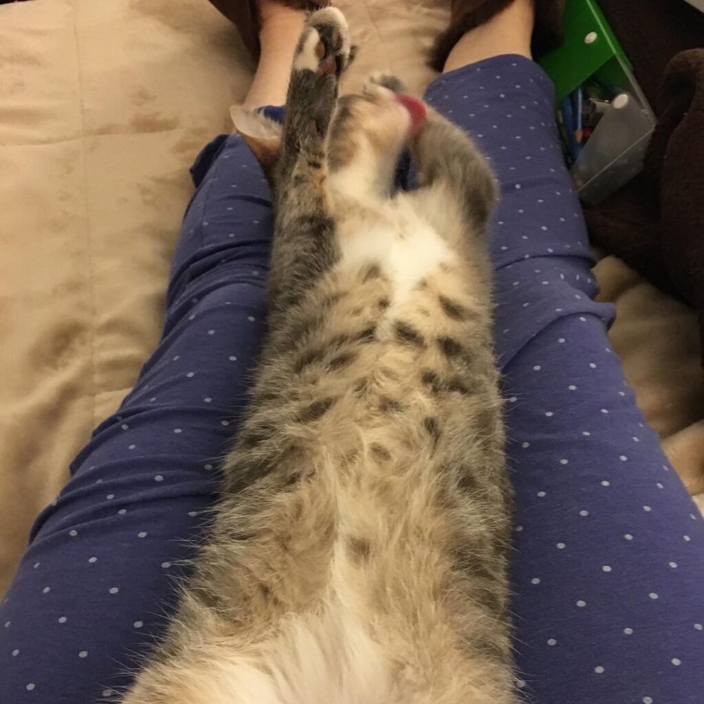 Cow belly cat! How are YOU spending your Caturday?