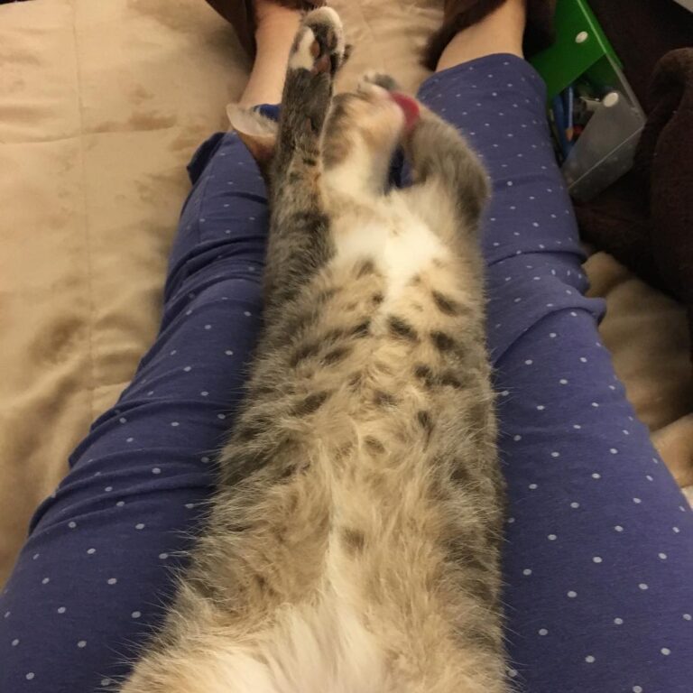 Cow belly cat! How are YOU spending your Caturday?