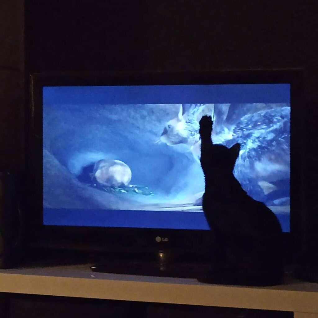 Crazy cat!
