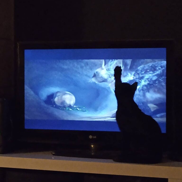 Crazy cat!