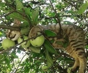 FunnyCatSite