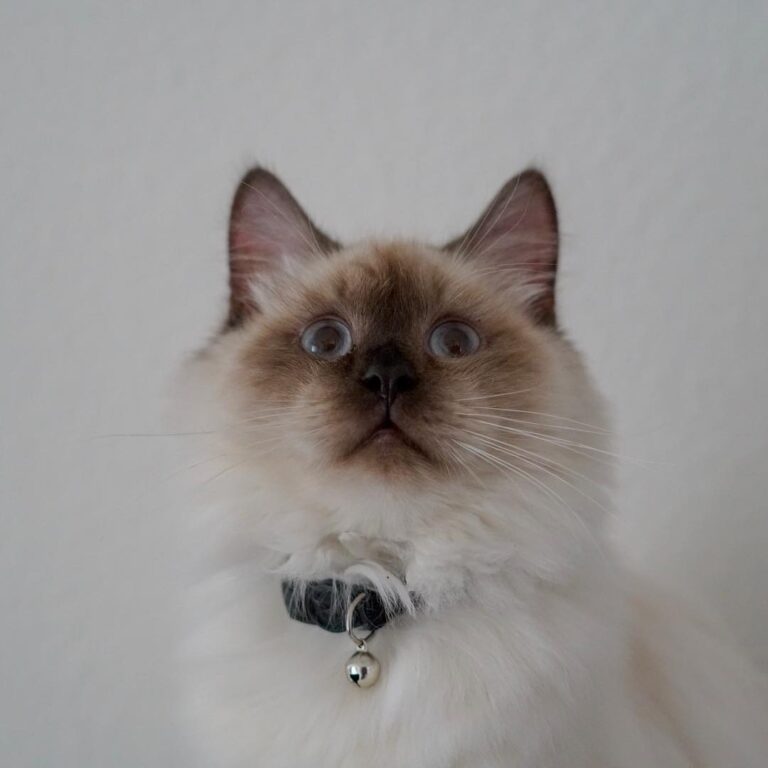 DID YOU SAY IT’S CATURDAY?!?!? – – – – – –