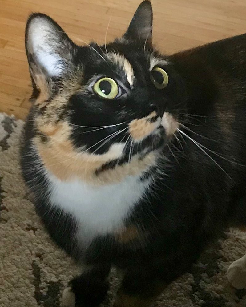 Dakota calico kitteh