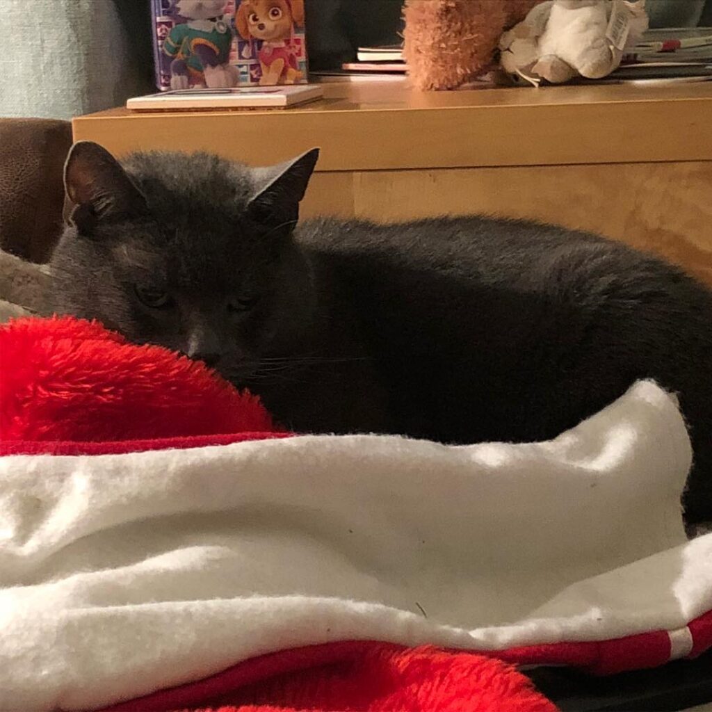 Day 5 with challenge A picture of your pet Meet our super cat..