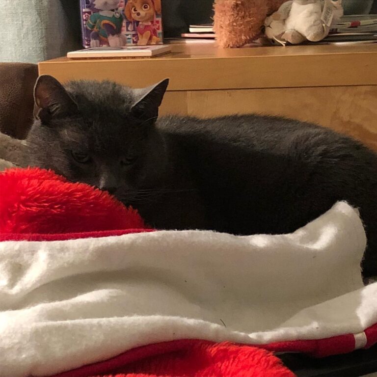 Day 5 with challenge A picture of your pet Meet our super cat..