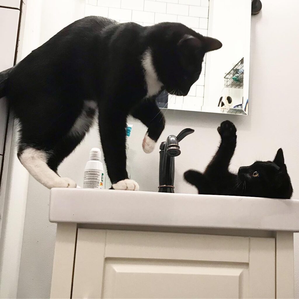 Defend yourself little one!! Luna attempted to bully Cassi out of the