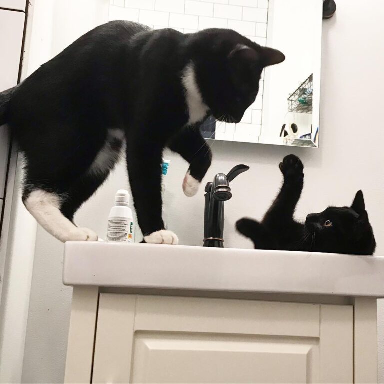 Defend yourself little one!! Luna attempted to bully Cassi out of the