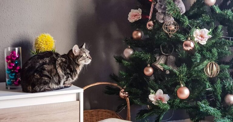 Dia de los Reyes Magos … Foto 1: “mami, si me pongo en la ventana voy