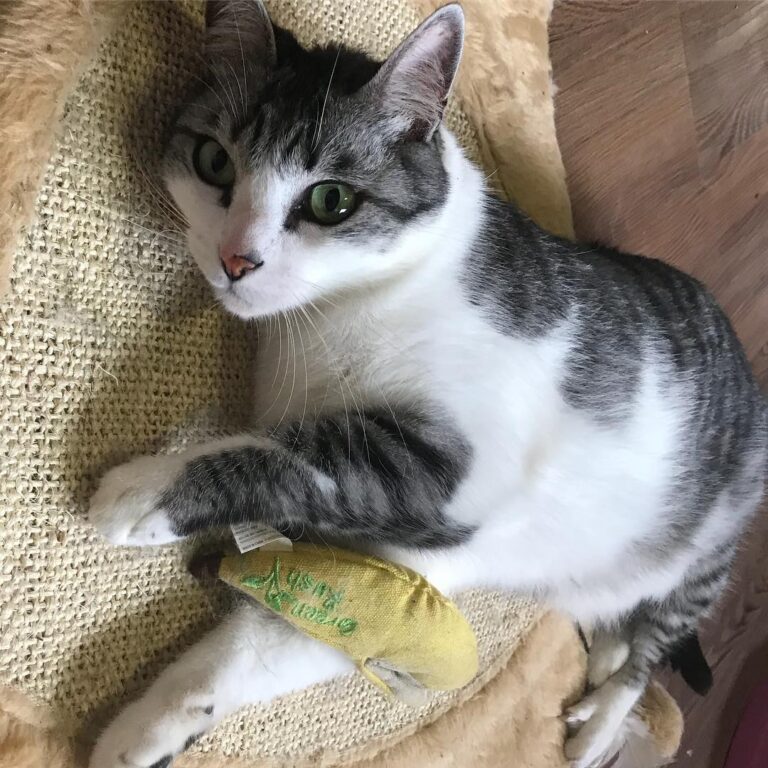 Diego na brincadeira com a de catnip