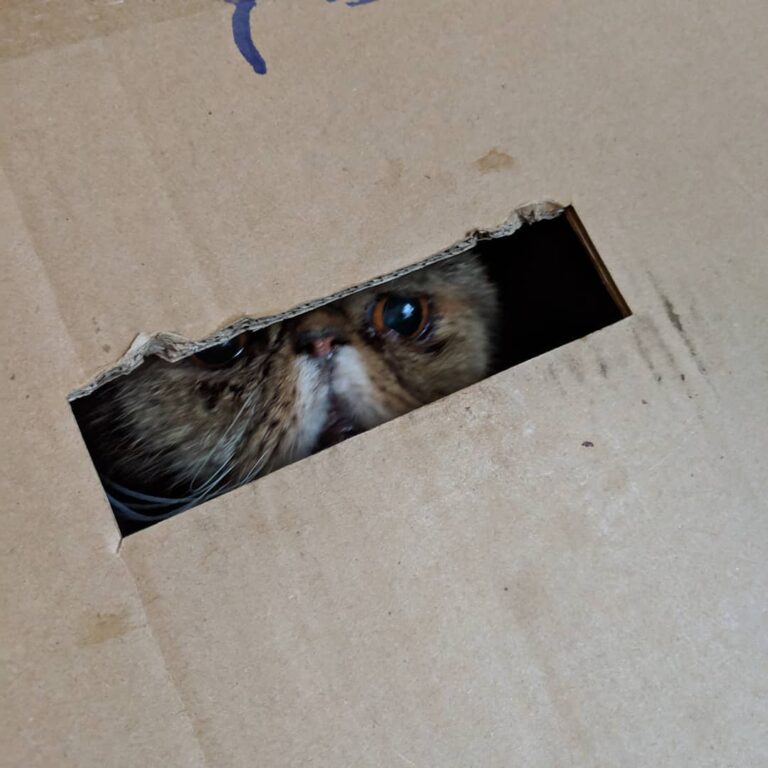 Do NOT feel bad for him here. He got himself into that box.