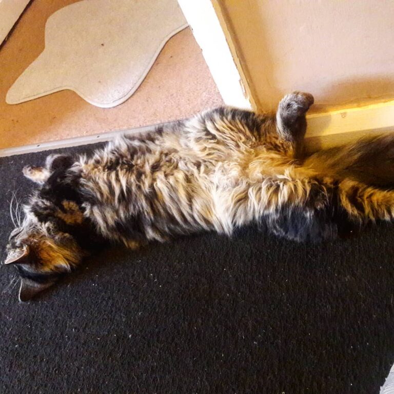 Do you think cousin Callie is having a good sleep? Doesnt he look