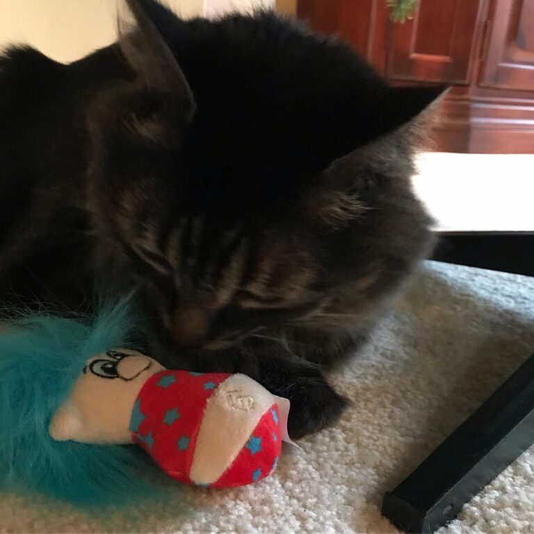 Dr Appt = New Toy