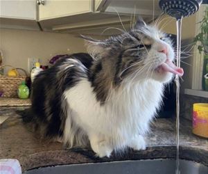 FunnyCatSite