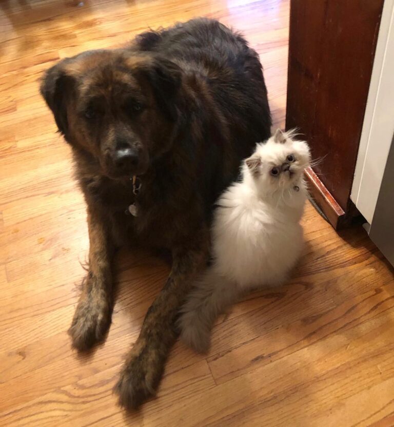 Everybody calls this guy a dog and says we’re different but I see no
