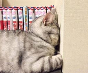 FunnyCatSite