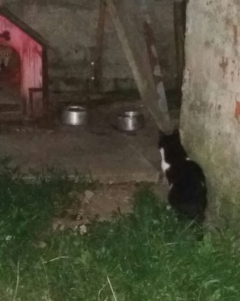 De um início de noite de coragem! ércules