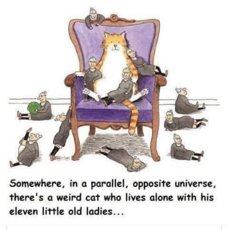 For every cat lady, there is a lady cat in an alternative universe! .