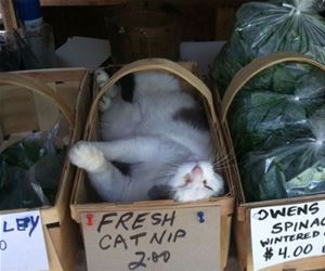 FunnyCatSite