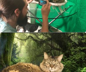 FunnyCatSite