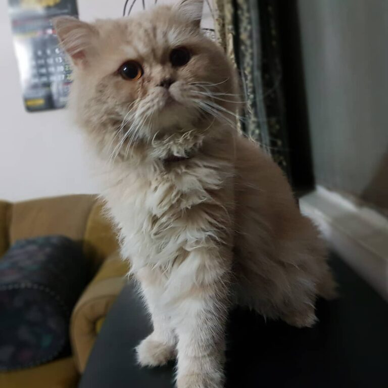 Guys meet Kuku the Cat. I feel sorry for this guy cuz everytime we