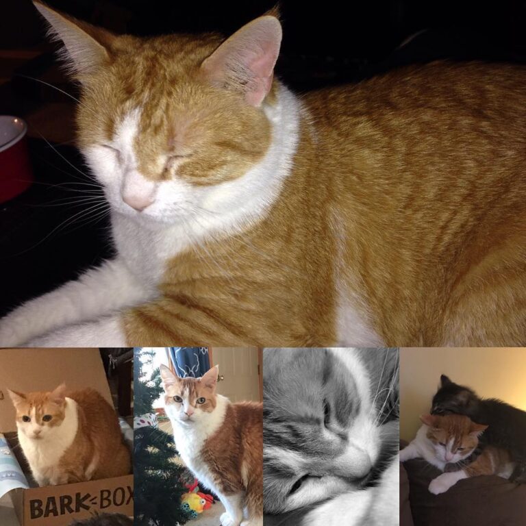 Happy 14th birthday to the best kitty ever! Moose not only puts up