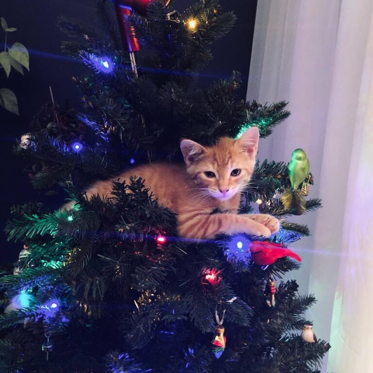 Happy Caturday! This one will be sad to see the tree go.