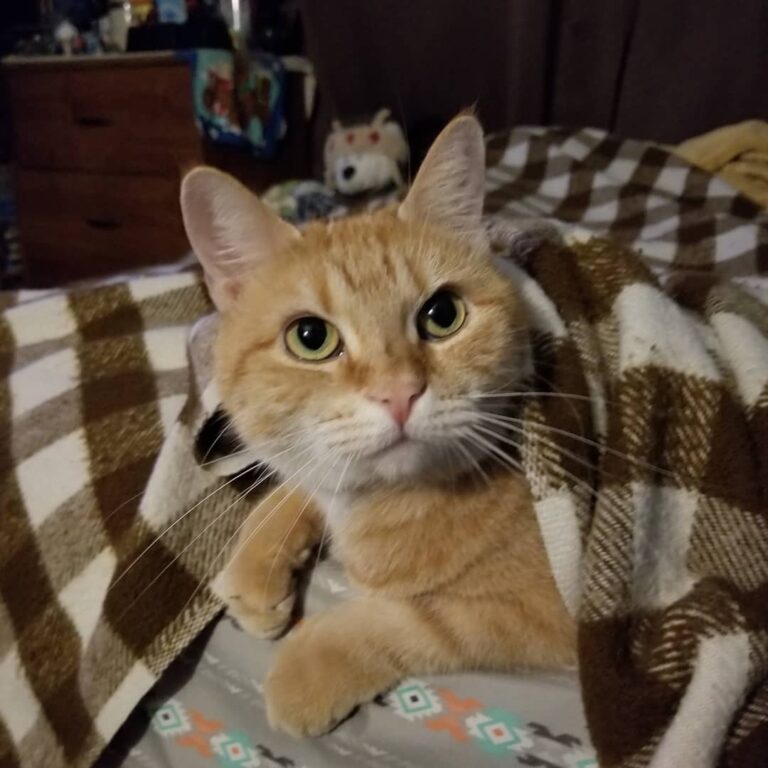 Happy Caturday and my birthday!