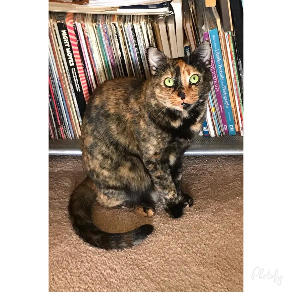 Happy Caturday from Callie