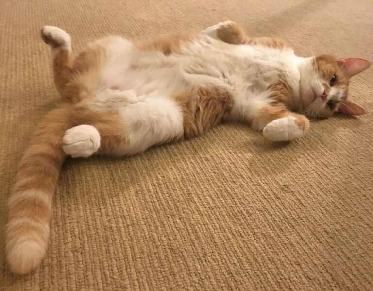 Hard life being a cat in our house
