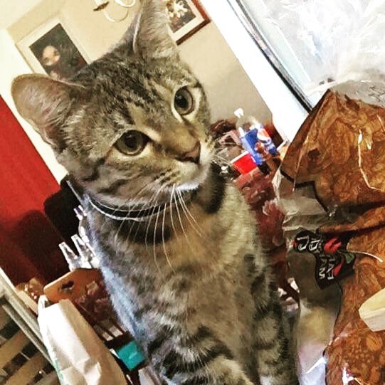 Hope you don’t mind me getting on the counter to watch you cook