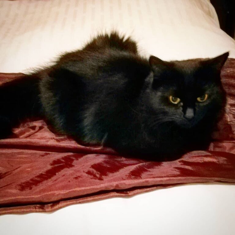 I love chilling on the end of mummy and daddy’s bed, it’s so comfy –