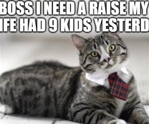 FunnyCatSite