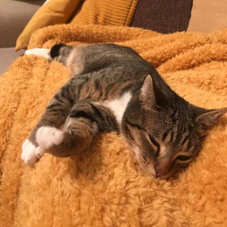 I’ll just sleep on your lap so you have no choice but to stay in