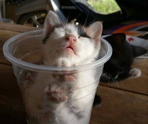 FunnyCatSite